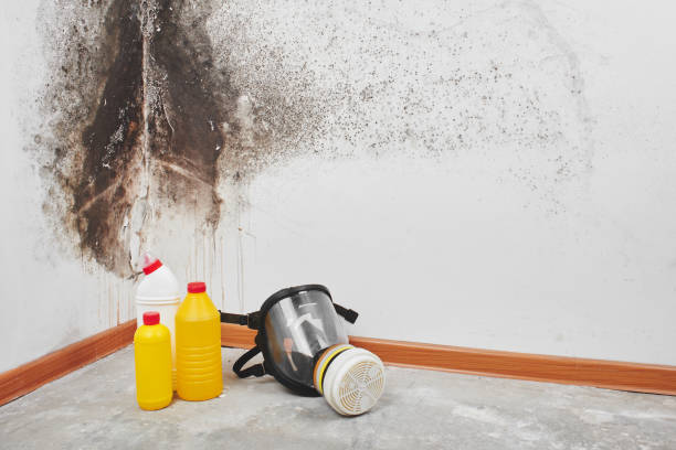 Maxwell, CA Mold Remediation Company