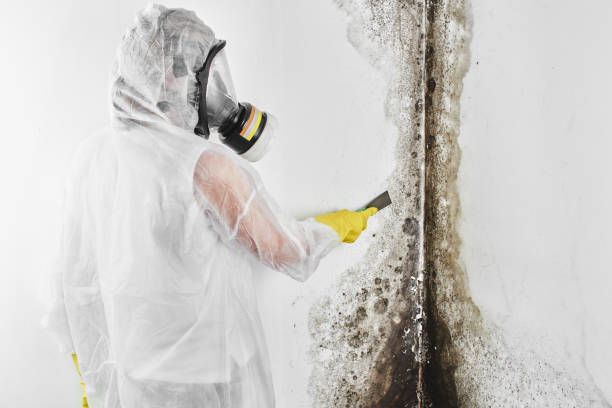 Best Mold Remediation for Specific Building Types in Maxwell, CA