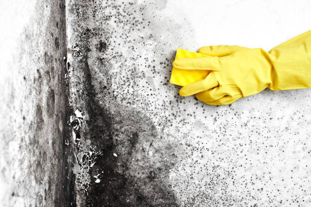 Best HVAC Mold Remediation in Maxwell, CA