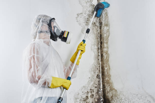 Best Commercial Mold Remediation in Maxwell, CA