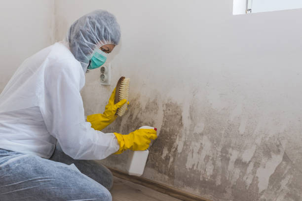 Best Mold Remediation for Specific Building Types in Maxwell, CA