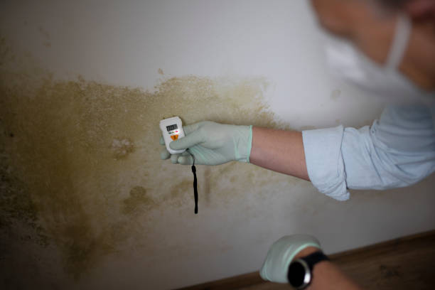 Best Attic Mold Remediation in Maxwell, CA