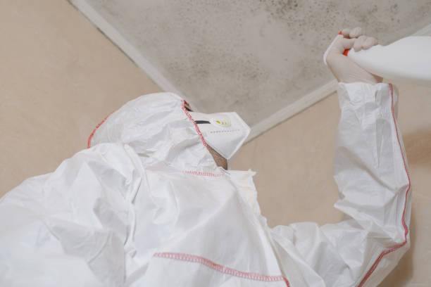 Best Localized Mold Remediation (e.g., coastal areas, humid climates) in Maxwell, CA